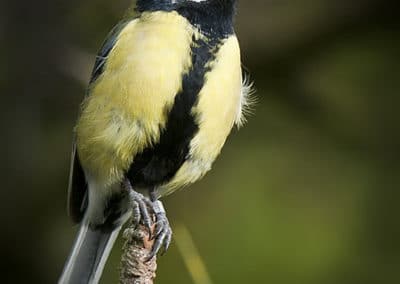 Mésange charbonnière, oiseau passereau - Instinct Animal