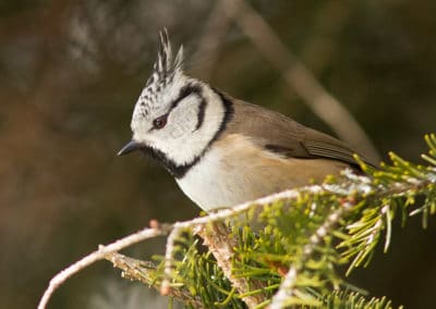 Mésange huppée sur une branche - oiseau avec une crête sur la tête - Instinct Animal