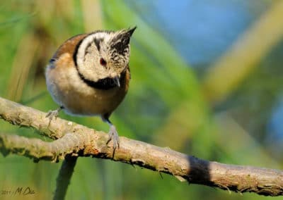 Mésange huppée sur une branche d'arbre - oiseau avec une crête sur la tête - Instinct Animal