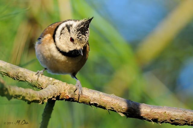 Appeau Mésange Huppée - Ornithologie - Oiseaux/Appeaux - oiseaux