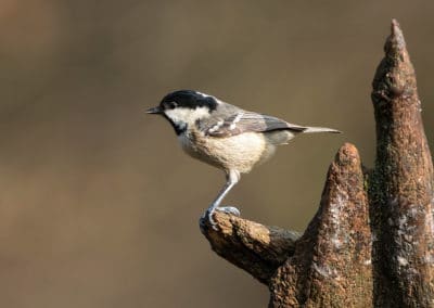 Mésange noire - oiseau d'Europe - Instinct Animal