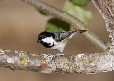 Mésange noire perchée sur une branche - oiseau d'Europe - Instinct Animal