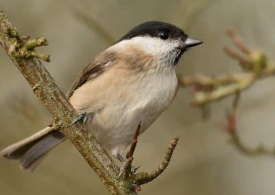 Mésange nonnette perchée sur une branche d'arbre - Instinct Animal