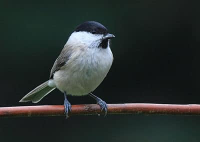 Mésange nonnette - Oiseau d'Europe - Instinct Animal