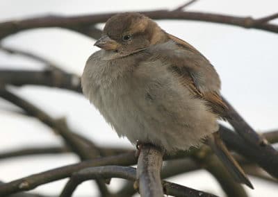 Moineau domestique dans un arbre - Instinct Animal