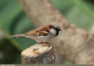 Moineau domestique sur un tronc d'arbre - Instinct Animal