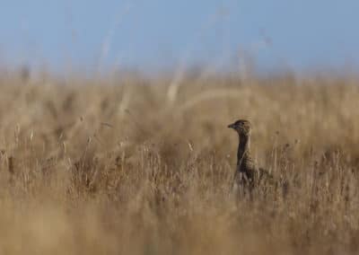 Outarde canepetière femelle dans les hautes herbes - oiseau - Instinct Animal