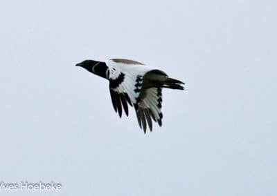 Outarde canepetière mâle en vol - oiseau - Instinct Animal