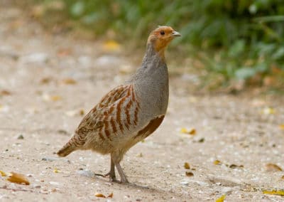 Perdrix grise -oiseau gibier pour la chasse - Instinct Animal