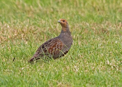 Perdrix grise dans une prairie - Instinct Animal