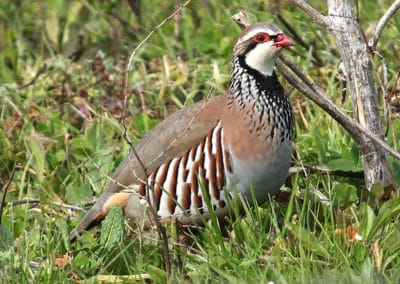 Perdrix rouge - Oiseau gibier - Instinct Animal