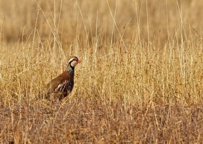 Perdrix rouge dans une prairie - Instinct Animal