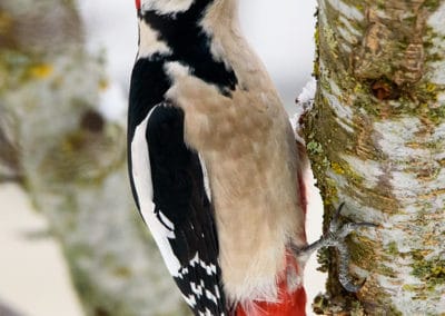 pic épeiche, oiseau grimpeur des forêts - Instinct animal