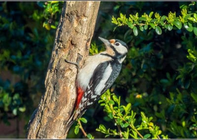 pic épeiche, oiseau grimpeur des forêts - Instinct animal