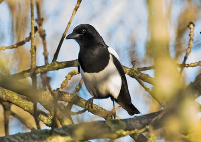 Pie bavarde sur une branche d'arbre, oiseau corvidé - Instinct Animal