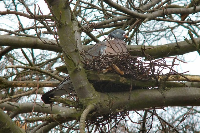 Pigeon ramier - palombe dans son nid - Instinct Animal