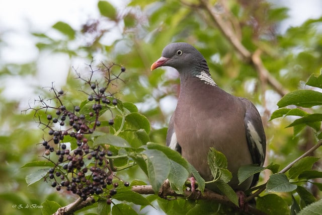 Pigeon ramier - palombe - Instinct Animal