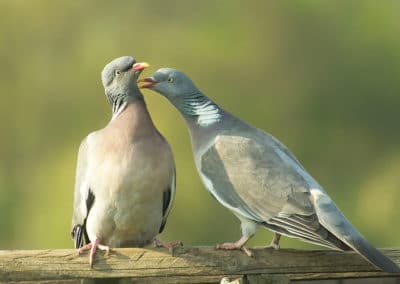 Pigeons ramiers - couple de palombes - parade nuptiale - Instinct Animal