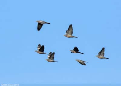 Vol de pigeons ramiers - chasse à la palombe - Instinct Animal