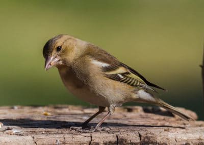 pinson des arbres, femelle, oiseau des bois - Instinct animal