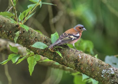 pinson des arbres, mâle sur une branche, oiseau des bois - Instinct animal