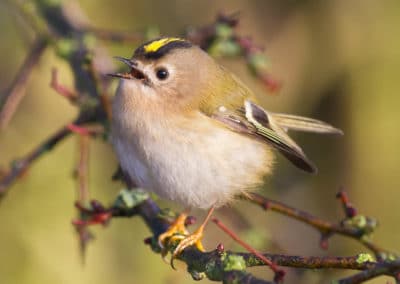 Roitelet huppé - chant et cri de l'oiseau vert et jaune - Instinct Animal