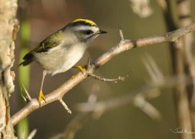 Roitelet huppé - le plus petit oiseau d'Europe - Instinct Animal