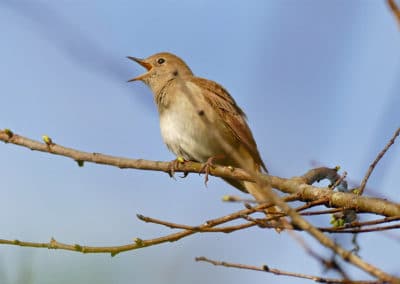 Rossignol philomèle en train de chanter - oiseau chanteur - Instinct Animal