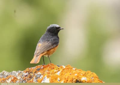 rouge-queue noir sur un rocher, oiseau - Instinct Animal