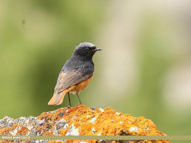 Quel Est Donc Cet Oiseau Photos Doiseaux