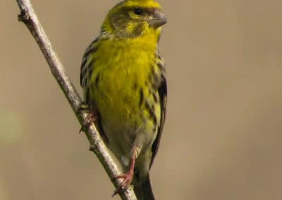 Serin cini mâle, oiseau passereau - Instinct Animal