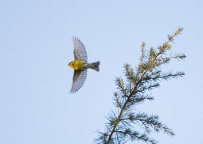 Serin cini en vol - petit oiseau passereau - Instinct Animal