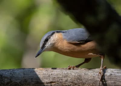 Sittelle torchepot sur une branche d'arbre - oiseau passereau - Instinct animal