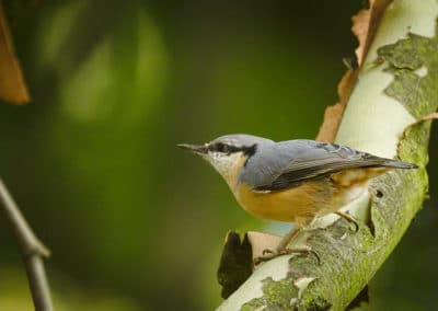 Sittelle torchepot sur une branche d'arbre - oiseau - Instinct animal