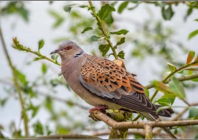 Tourterelle des bois sur une branche d'arbre - Instinct Animal