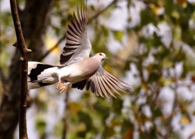 Tourterelle des bois en vol - oiseau - Instinct Animal