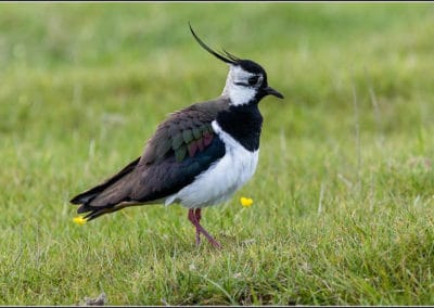 Vanneau huppé - oiseau avec une huppe sur la tête - Instinct Animal