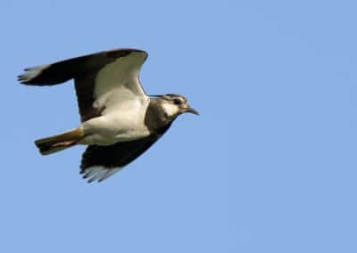 Vanneau huppé en vol - oiseau avec une houpette sur la tête - Instinct Animal