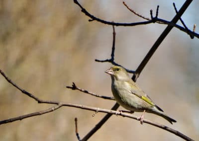 Verdier d'Europe sur une branche, oiseau- Instinct Animal