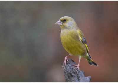 Verdier d'Europe sur une branche, oiseau- Instinct Animal