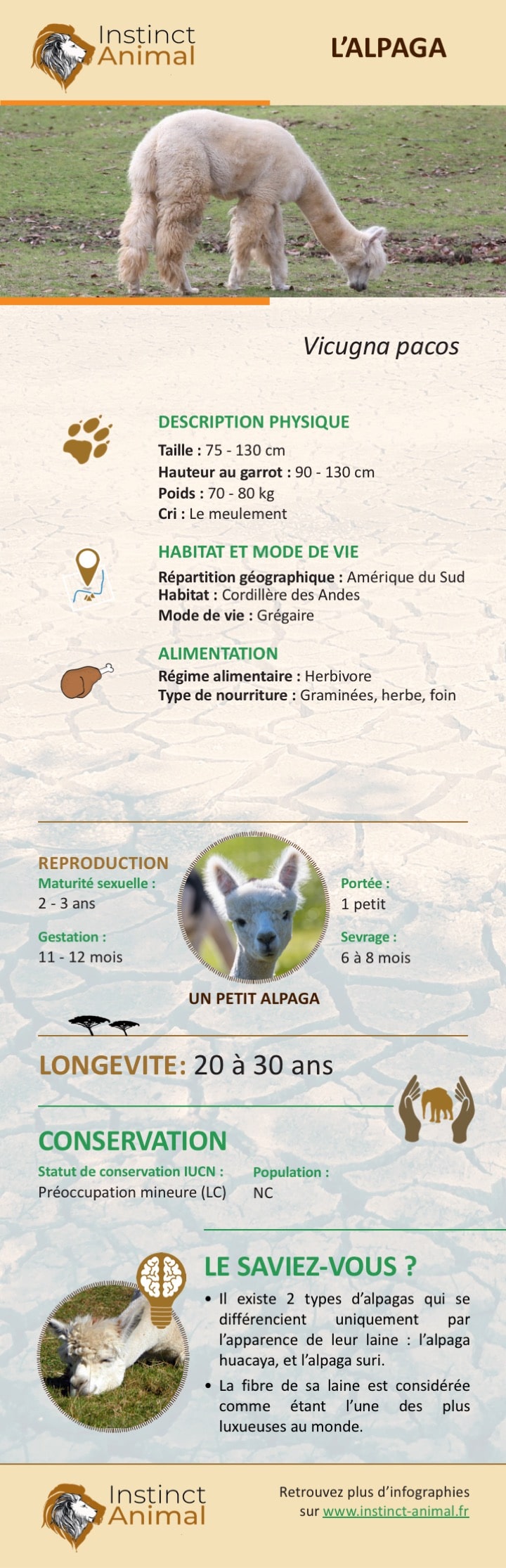 Infographie de l'alpaga - Instinct Animal