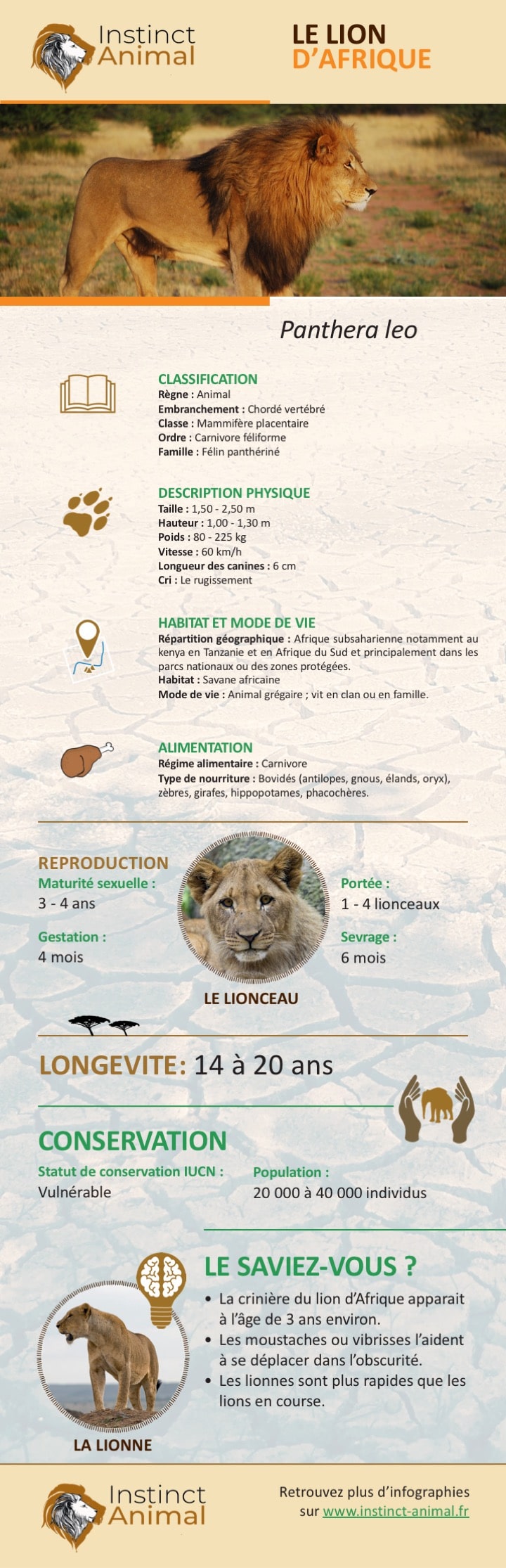 Lion d'Afrique - Infographie, description et informations - Instinct Animal