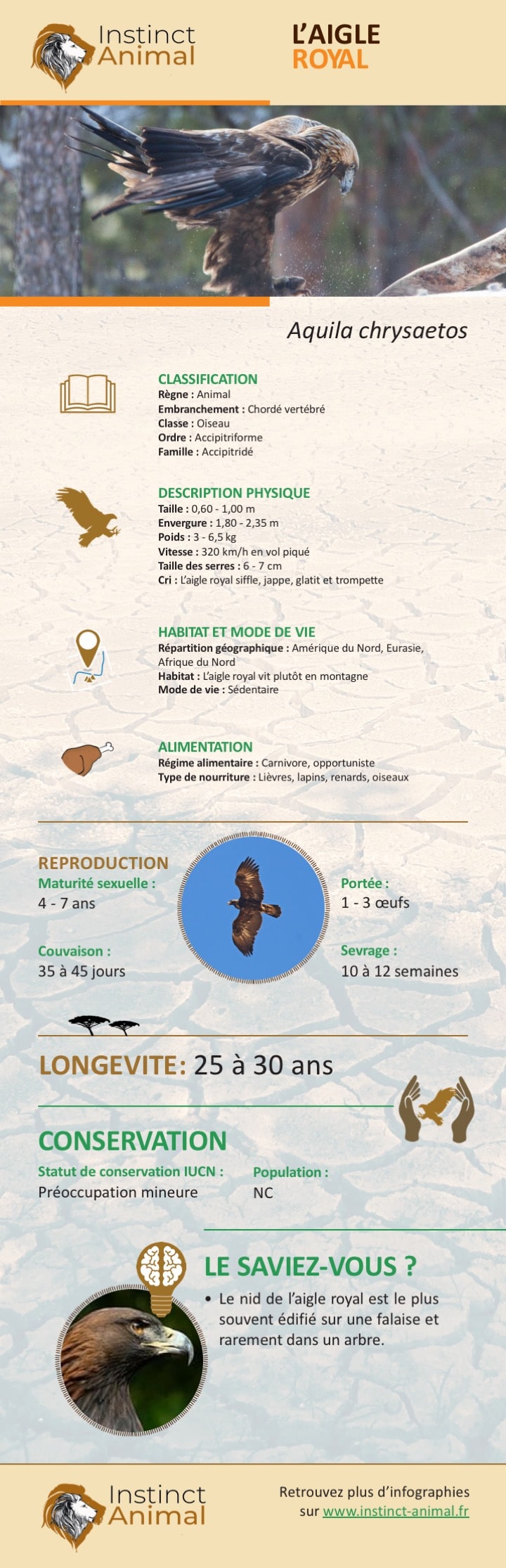 Description de l'aigle royal - Infographie - Instinct Animal