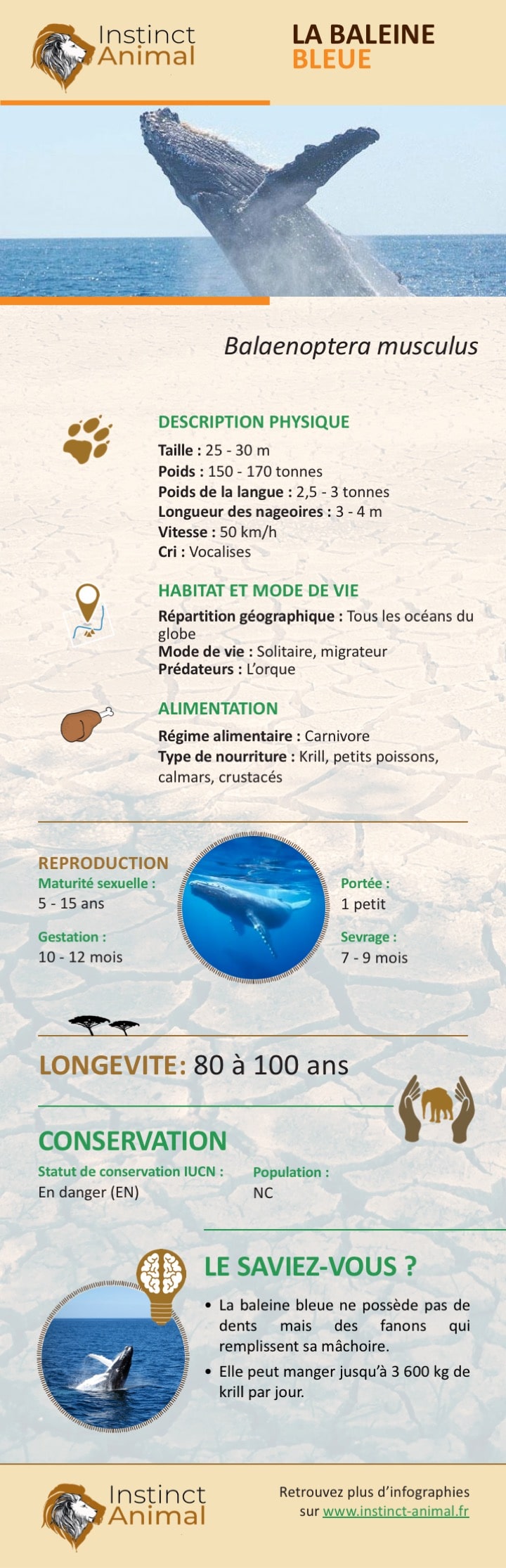 Description de la baleine bleue - Infographie - Instinct Animal