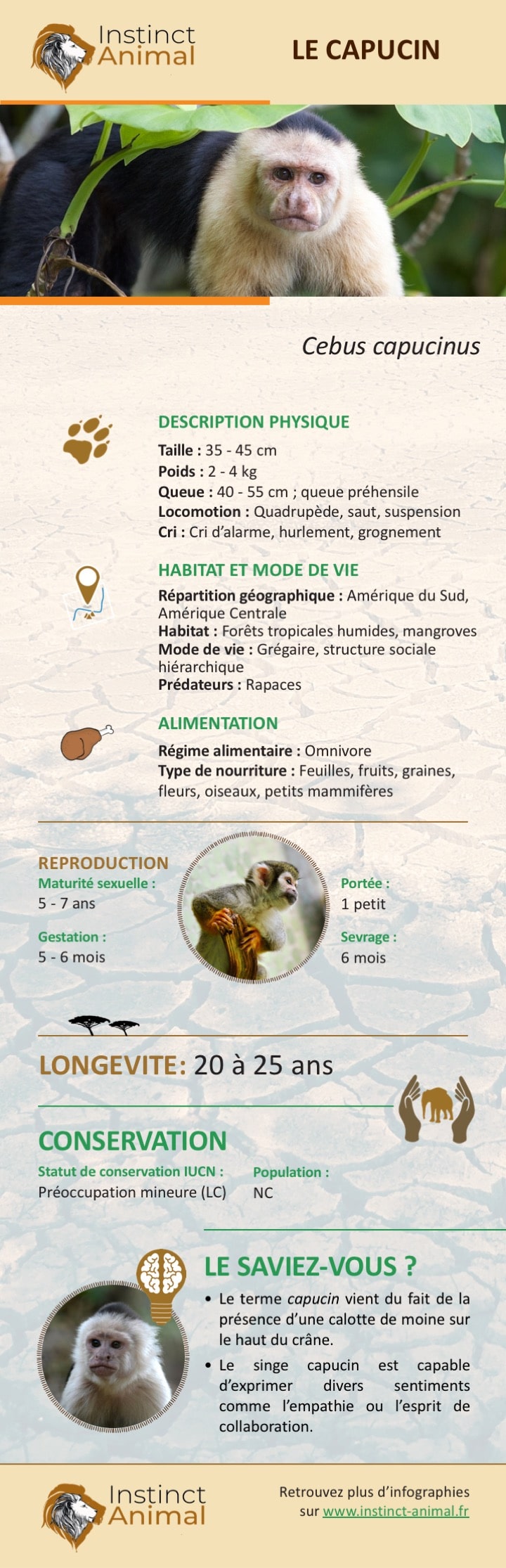 Description du capucin - Infographie - Instinct Animal