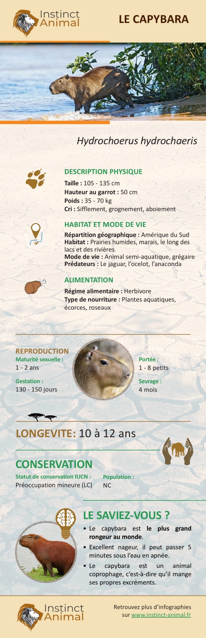 Description du capybara - Infographie - Instinct Animal