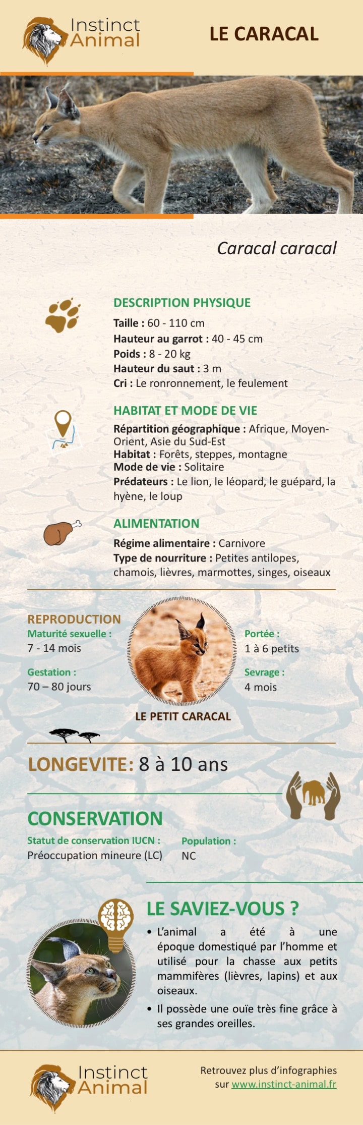 Le caracal - Infographie du félin - Instinct Animal
