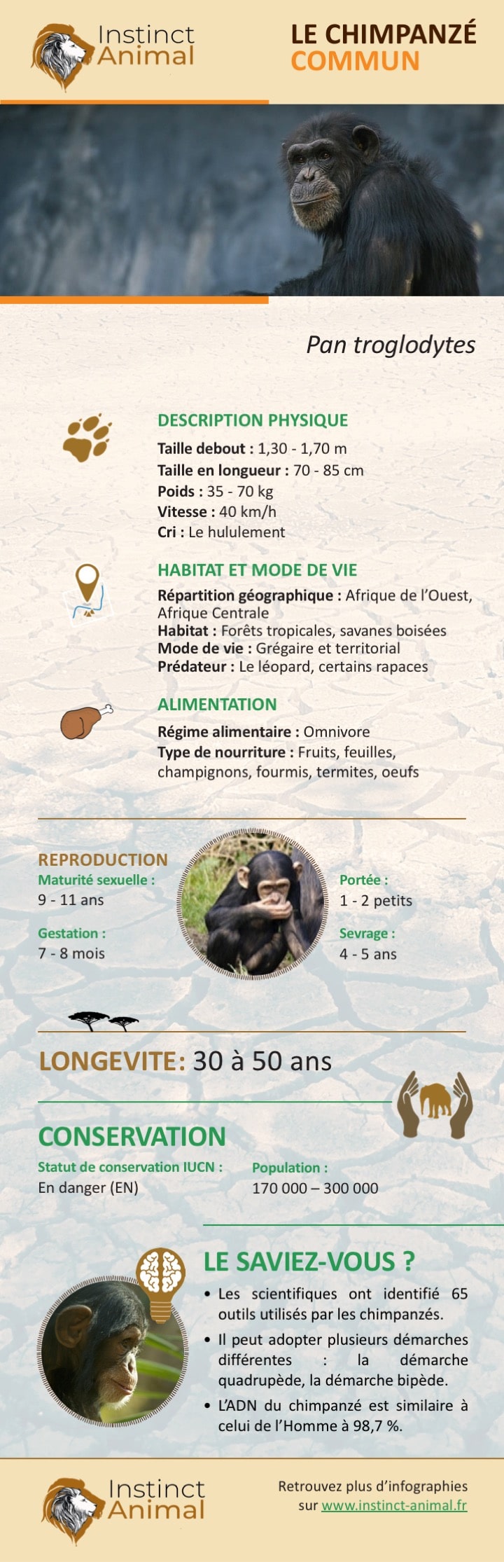 Chez des singes d'Afrique, la communication en partie innée