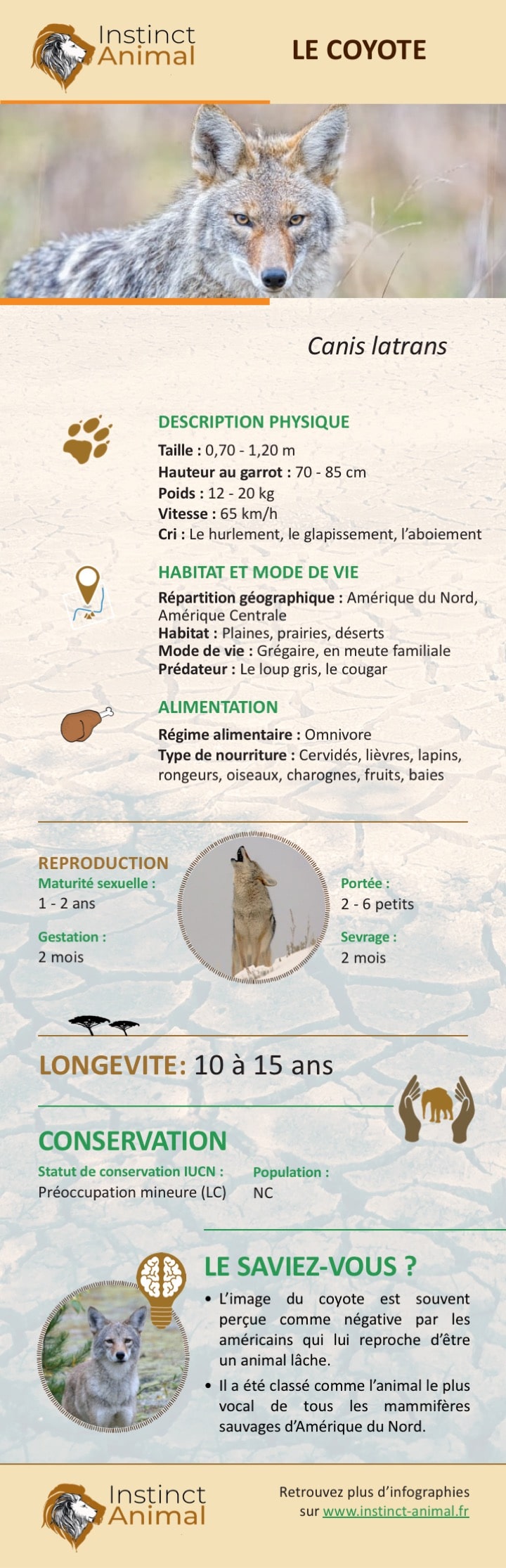 Description du coyote - Infographie - Instinct Animal
