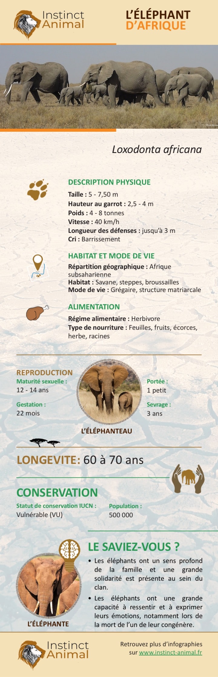 Description de l'éléphant d'Afrique - Infographie - Instinct Animal